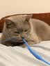 WEYES冻干鸡小胸500g桶装宠物猫狗零食肉干营养高蛋白适口性好 实拍图