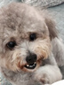 疯狂小狗 宠物狗狗零食火腿肠幼成犬通用奖励香肠  肉多多牛肉味 900g 实拍图