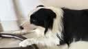 冠能狗粮大中型犬幼犬狗粮12kg 全价狗粮 添加牛初乳 实拍图