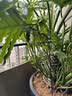 九千谷植物支撑架支撑支架园艺花架阳台爬藤护叶半圆35*70CM 2对装8373 实拍图