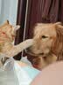 财咪宠物驱虫药猫咪狗狗体内外同驱一体幼犬去跳蚤蜱虫用非泼罗尼滴剂 实拍图