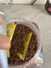 京东京造黑苦荞茶1100克特选四川大凉山全胚芽荞麦茶泡水喝送长辈养生茶 实拍图