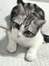 皇家猫粮 幼猫猫粮 幼猫奶糕 K36 通用粮 4-12月 2KG 实拍图