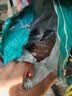 纽冠狗粮10斤幼犬成犬中小型犬泰迪柯基比熊金毛边牧老年通用全价5kg 实拍图