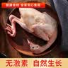 硒全食美无抗富硒鸽王净重700g(350g*2只)  冷冻鸽子生鲜煲汤烧烤鸽子 实拍图