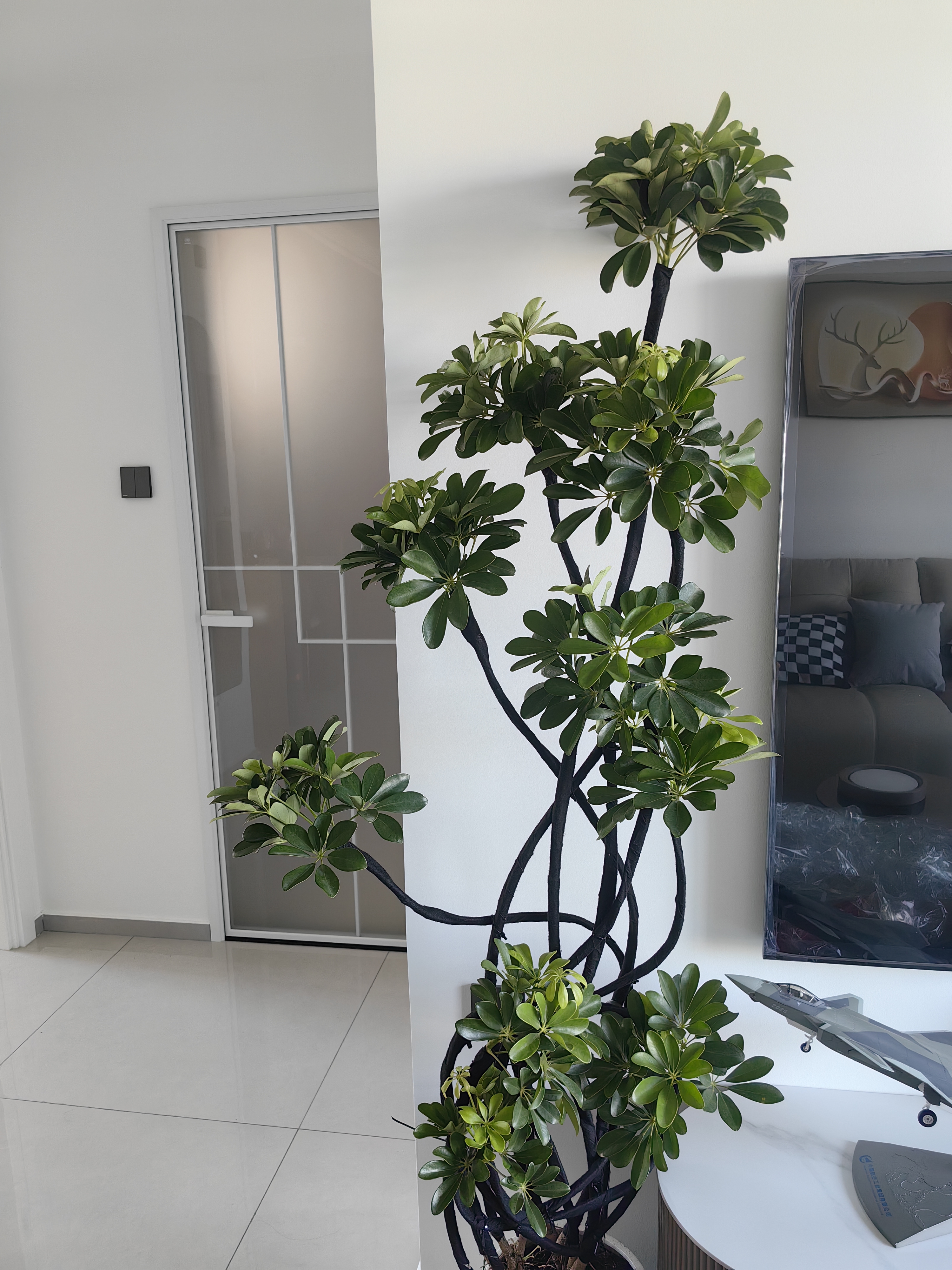 叹为观止大型植物发财树各种大颗盆栽开业乔迁客厅办公室内好养大型花卉 造型鸭脚木【1.5-1.7米】 不含盆 实拍图
