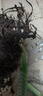 龟背竹水培植物室内好养绿植老桩客厅大叶盆栽除甲醛富贵竹天堂鸟 精品龟背竹60-70cm1颗（不含瓶）+营养液 不含盆 实拍图