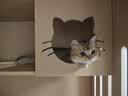 憨憨乐园宠物猫梳子猫毛狗狗毛梳子去浮毛脱毛猫咪梳毛刷神器大型犬用品 实拍图