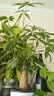 史丹利（STANLEY）绿植营养液通用型肥料室内盆栽植物叶面肥家用观叶型专用肥500ml 实拍图