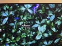 泰坦军团26.5英寸 QD-OLED 五层串联镜面屏 4K 240Hz 满血DP2.1 硬件低蓝光 内置音箱 电竞显示器 G2785W 实拍图