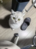普安特宠物猫咪耳螨狗狗猫咪洗耳液滴耳液马拉色菌复方制霉菌素膏尔加分 实拍图