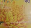 南同四海金丝皇菊特独立包装级大菊花大菊花茶清热一朵一杯养生茶胎菊花毒 实拍图
