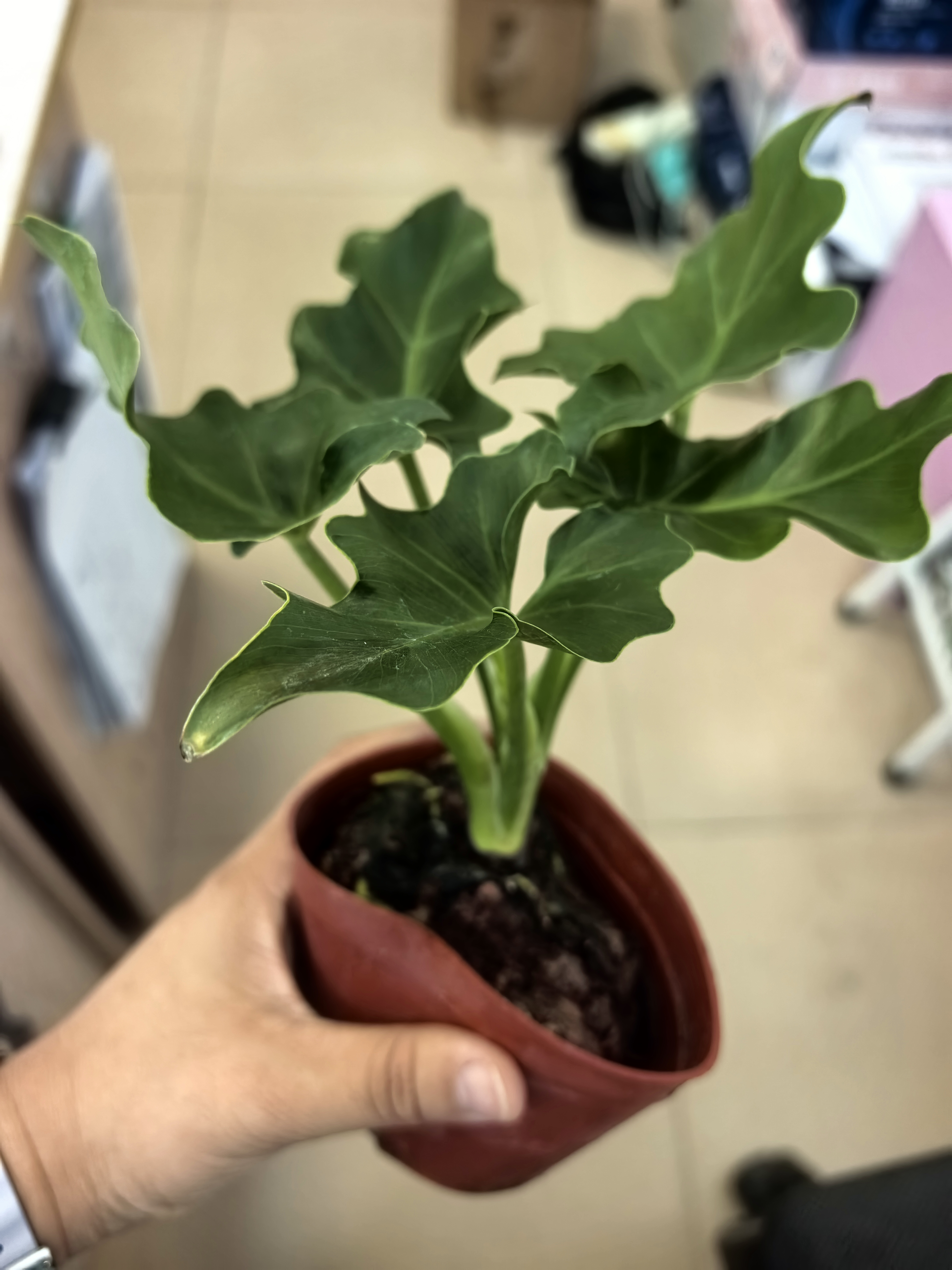 八芽文竹盆栽懒人水培植物客厅室内桌面好养四季好养发财树绿植吸甲醛 春羽-波浪瓶-密胺托盘 含盆 实拍图