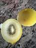 佳沛（zespri）新西兰金奇异果10粒巨大果146-175g猕猴桃中秋节礼品送水果礼盒 实拍图