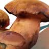 京鲜生云南特产鲜菌菇【新鲜见手青】净重1斤牛肝菌火锅食材源头直发 实拍图