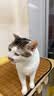 凯锐思猫粮银爪P28高蛋白全价猫粮亲和肠胃鲜肉冻干双拼成猫粮 【护胃美毛】鲜肉冻干双拼 20斤（送20支猫条） 实拍图