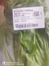 罗马生菜约500g 实拍图