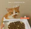有鱼鸡肉冻干双拼成幼猫全价天然无谷猫粮 有一只鸡3.0升级款 2kg 实拍图