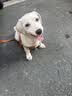 疯狂小狗中大型犬狗粮成幼犬40斤宠物边牧金毛拉布拉多鸡肉燕麦20kg囤货装 实拍图
