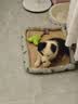 伯纳天纯狗粮中大型犬全价成年犬粮17kg羊肉蔓越莓味囤货装 实拍图
