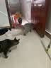 HELLOJOY猫咪玩具自嗨解闷神器智能电动逗猫球自动逗猫棒幼猫遛猫消耗体力 实拍图