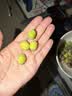 【荷塘月色】鲜莲蓬150g 实拍图