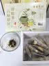 古茶养仁桑叶降糖血压茶京东自营150g非二型糖尿酸病三脂高专用养生茶 实拍图