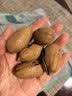 三只松鼠碧根果500g/袋装 坚果炒货干果手剥休闲零食团购送礼一斤装 实拍图