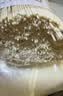 兜兜蛇无盐清水挂面  低脂0钠 速食k面 拉面 早餐面 拌面汤面 素面1000g 实拍图