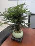 花翁文竹盆栽绿植物室内客厅中式禅意盆景办公室摆件高端花卉源头直发 实拍图