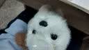 名创优品（MINISO）傲娇小狗玩偶毛绒公仔玩具桌面摆件娃娃可爱生日礼物送女生陪伴 实拍图
