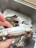 【冷冻】鲜喜利梭子蟹鲜活特大野生舟山大螃蟹海鲜蟹水产飞蟹白蟹 9两以上/只 【净重5斤 舟山直发 坏单包赔】 实拍图