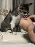 领先成猫尝鲜礼包主食级烘焙猫粮猫条餐盒汤包（新老款随机发货） 实拍图