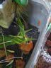 森森 小鲤鱼缸过滤器净水循环三合一内置水族箱过滤系统XQP-500F 6W 实拍图