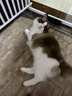 pidan混合豆腐猫砂 除臭结团经典款豆腐膨润土皮蛋猫砂2.4kg*8包 实拍图