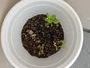 美益棵营养土养花种菜通用型40L园艺大包装蔬菜多肉盆栽绿植有机泥炭土 实拍图
