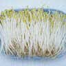 【粤菜鲜】绿豆芽300g 实拍图