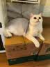 鲜朗低温烘焙猫粮冻干生骨肉天然无谷幼猫成猫全阶段鲜郎换粮试吃试用 冻干主食猫粮鸡肉试吃装 实惠装(12g*5包) 实拍图