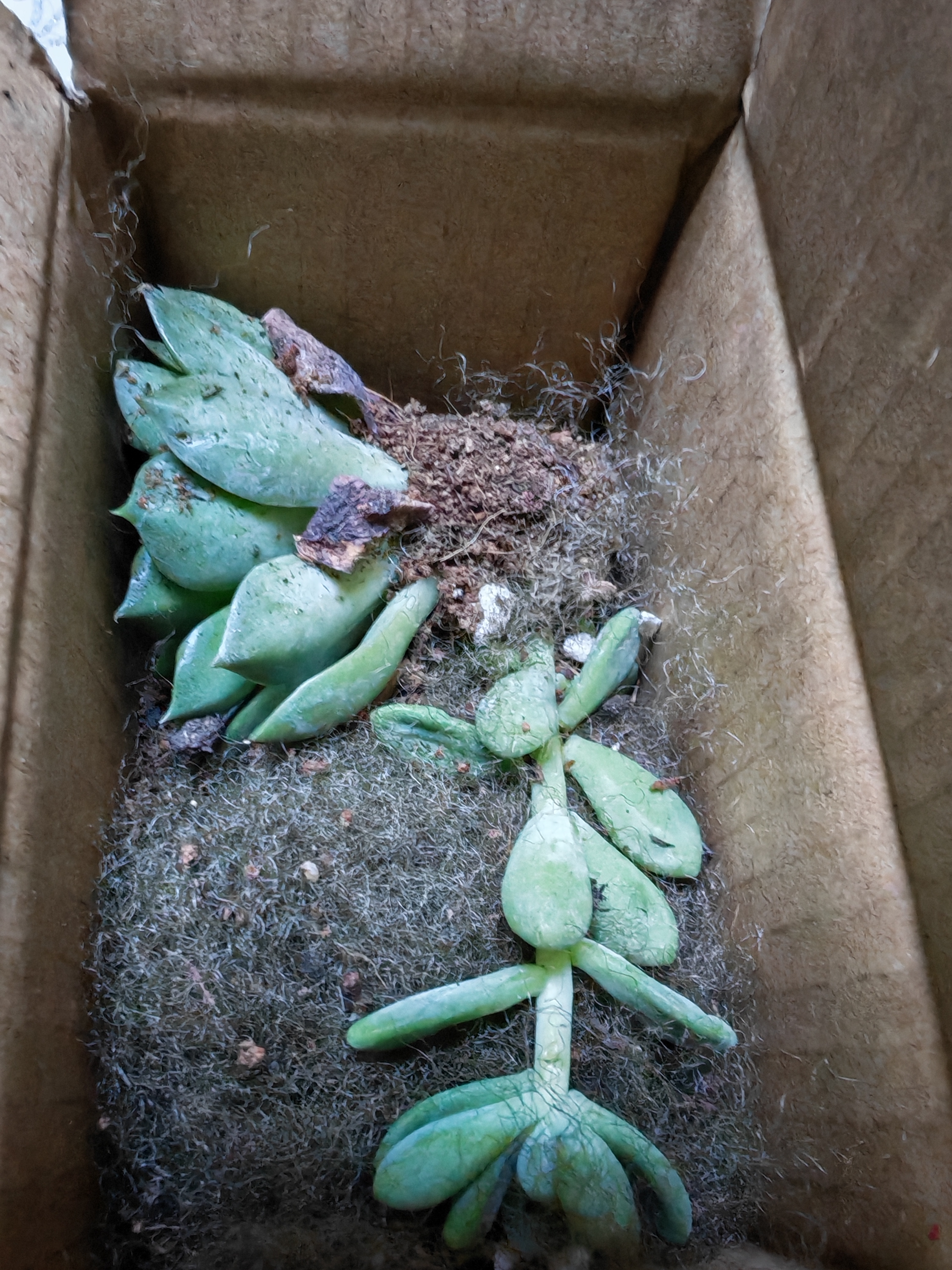 【限时优惠】多肉植物盆栽新手套餐迷你绿植 2颗不同品种多肉(不带盆和土） 实拍图