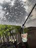 天堂伞 全自动晴雨伞三折 10骨加固一键开收易甩干简约商务自动伞 黛蓝 实拍图