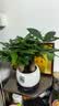 花翁大盆三杆发财树盆栽招财绿植办公室内开业中式盆景金钱树源头直发 实拍图