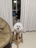 皇家狗粮 成犬狗粮 犬粮 宠物小型犬 PR27 全价犬粮≥10月2KG 实拍图