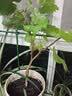 琅阙葡萄树苗巨峰葡萄爬藤植物带土果树苗水果苗1-1.5cm粗源头直发 实拍图