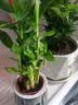 荷花竹竹盆栽步步高招财竹办公室桌面绿植四季水培好养植物 荷花竹（灰色南瓜自吸水盆） 晒单实拍图