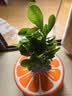 沙漠玫瑰盆栽重瓣带花苞老桩大苗庭院阳台耐旱植物易养活当年开花 沙漠玫瑰幻彩恋歌_当年开花 实拍图