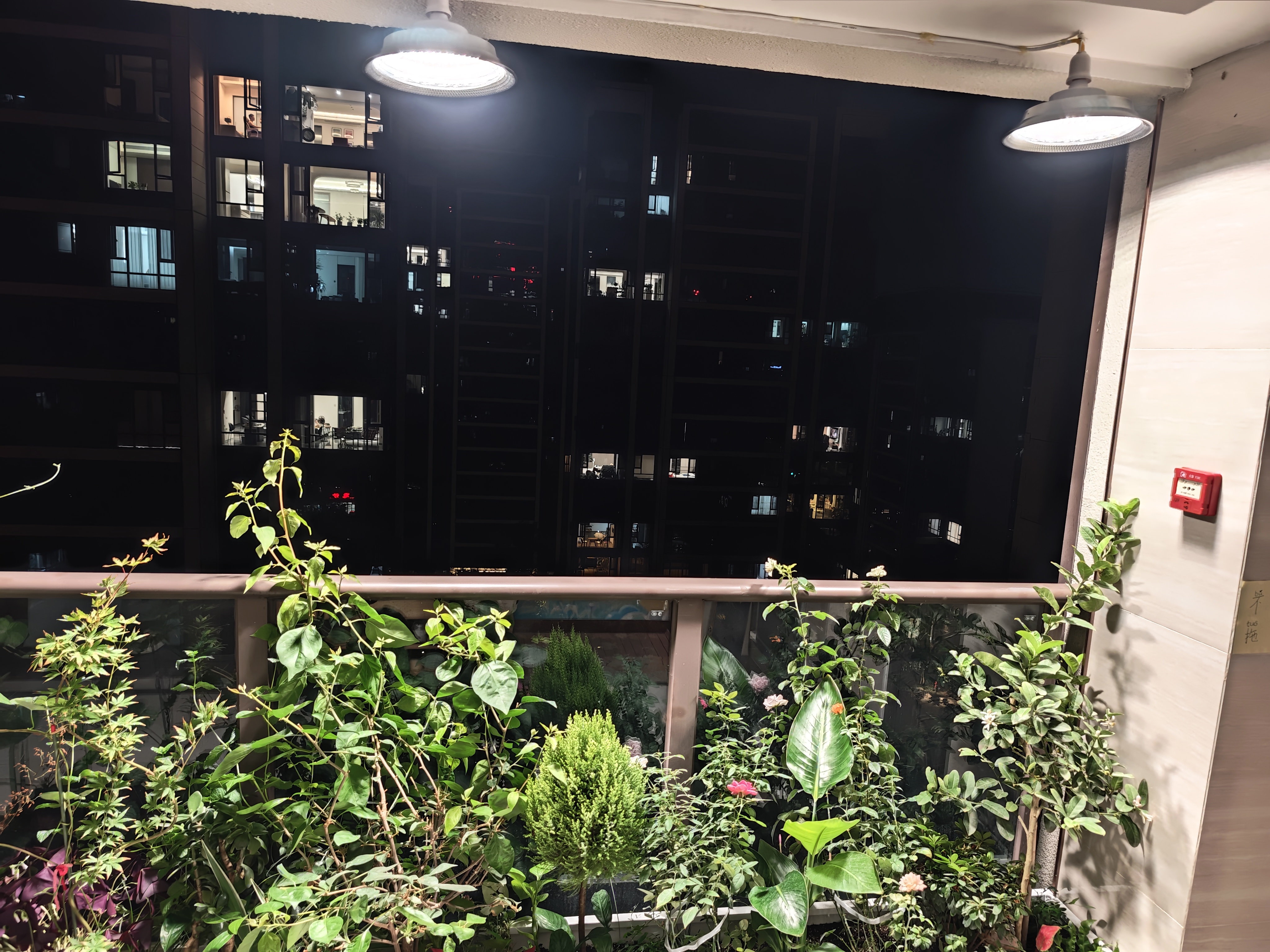 精忠报国植物补光灯大棚蔬菜花卉led室内绿植专用仿太阳全光谱园林生长灯 【仿太阳全光谱补光灯】中性100W 配3米灯头线 实拍图