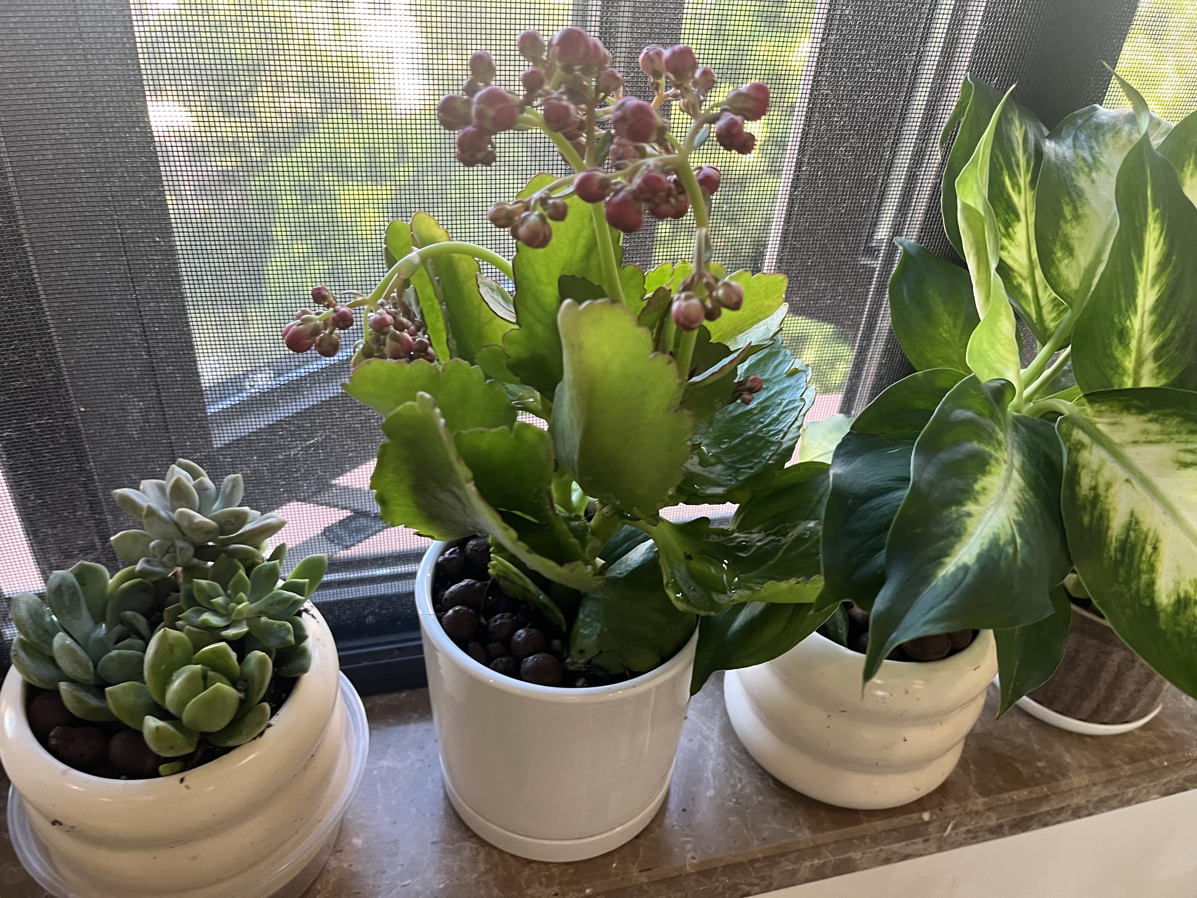 沭之美长寿花盆栽花卉绿植A级粉色长寿花+小奶油提拉米苏陶瓷盆源头直发 实拍图