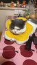 华元宠具（hoopet）猫咪伊丽莎白圈幼猫项圈宠物狗狗圈颈圈脖圈头套犬耻辱圈防舔头罩 实拍图