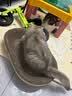 【京东快递】猫抓板磨爪圆形椭圆形瓦楞纸抓盆大号耐抓磨玩睡一体 一夜暴富椭圆60cm 送猫咪必备猫薄荷 实拍图