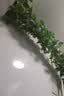 盛世泰堡假绿植藤蔓装饰绿植装饰绿叶藤条仿真绿植藤条空调管装饰美化藤条 实拍图